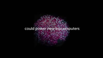 Organoid intelligence: a new biocomputing frontier