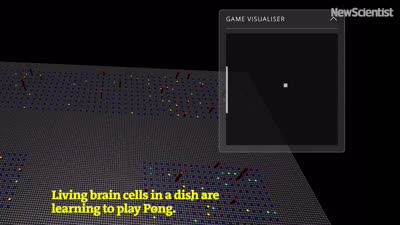 Human brain cells in a dish learn to play Pong