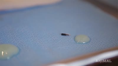 Watch Artist Implant a Net Art RFID Chip Into His Hand