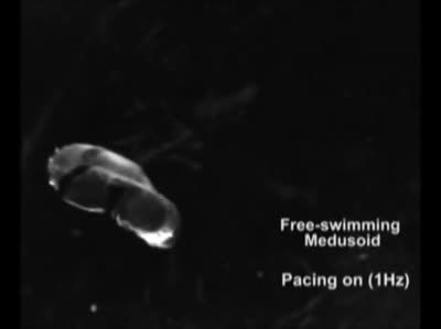 Artificial jellyfish made from rat heart